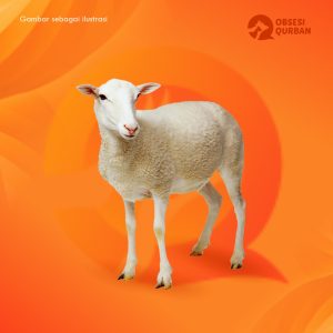 Kambing Regular